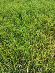 rice plant photo