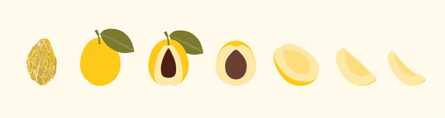 Golden Plum Prune Fruit Whole Half Cut and Slice Simple Vector Set. Isolated on color background