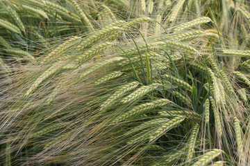 Closeup of wheat spikes bending with the wind at a field