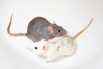 black and white rats on white
