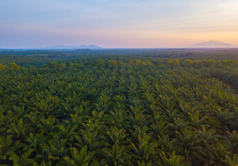 Fototapeta na wymiar Aerial view of oil palm tree plantation field, Agricultural industry.