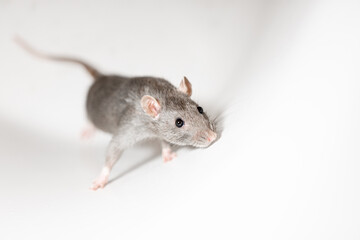 close up of a rat looking up