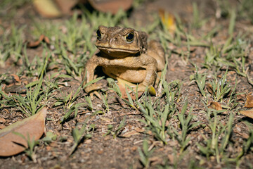 sapo rana sobre pasto de patio de campo de noche cordoba argentina