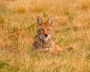 Coyote resting in the prairie grass looking forward during the fall season in South Dakota