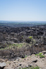 imagen de cordoba argentina de brotes dias despues de gran incendio en alta gracia zona observatoiro bosque alegre 
