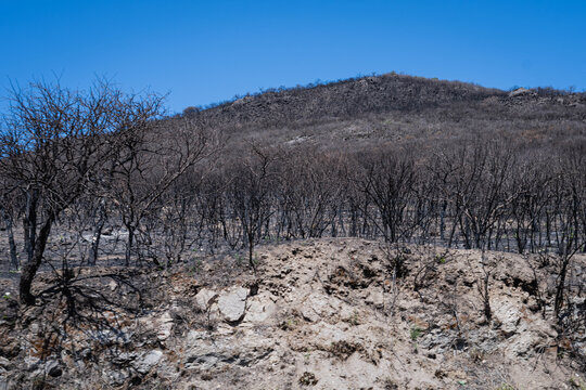 imagen de cordoba argentina de brotes dias despues de gran incendio en alta gracia zona observatoiro bosque alegre 