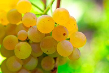 Golden tasty grape in the garden