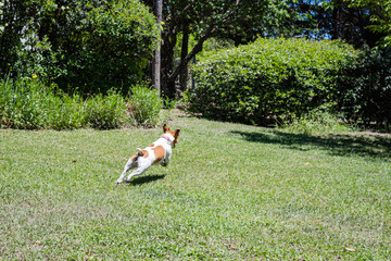 jack russell jugando en el campo y agua de rio Córdoba argentina