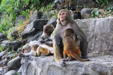 Rhesus Macaque (Macaca mulatta) monkeys family with cute small baby monkey ape sitting alone on stone in Swayambhunath Monkey temple in Kathmandu, Nepal