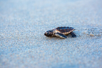 Baby Loggerhead sea turtle on the beach at blue hour