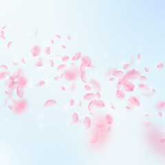 Sakura petals falling down. Romantic pink flowers 