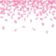 Sakura petals falling down. Romantic pink silky me