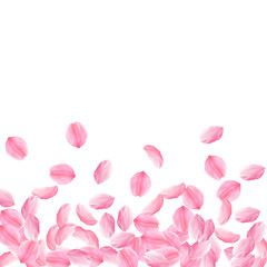 Sakura petals falling down. Romantic pink bright b
