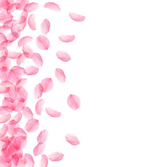 Sakura petals falling down. Romantic pink silky bi