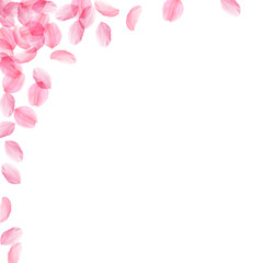 Sakura petals falling down. Romantic pink silky bi