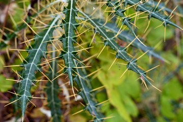 Planta silvestre verde con múltiples y grandes espinas