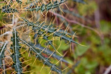 Planta silvestre verde con múltiples y grandes espinas