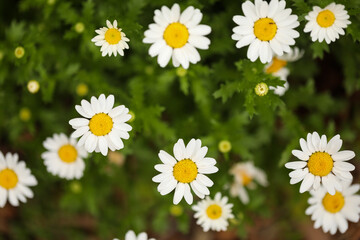 Fototapeta premium Small white chrysanthemums growing in vegetable garden as companion planting