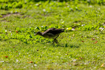 Small black bird walking on the grass