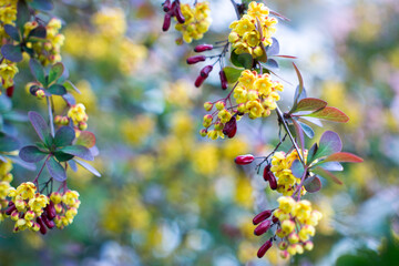 Flowering Thunberg's barberry or Berberis thunbergii. Cultivar with red leaves and yellow flowers