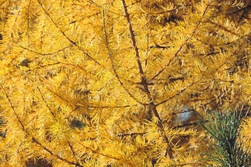 autumn yellowed larch branches close up , Autumn Background  ,    fall season concept        