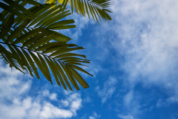 Green leaf palm tree on blue sky background