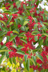 クロガネモチの赤い実