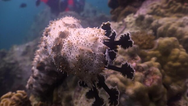 Marbled Sea Cucumber close up feelers on coral reef of Koh Tao, Thailand