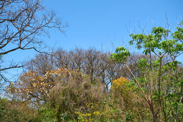 Trees in spring, in the Costanera Sur ecological reserve, in Buenos Aires