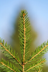 Natural evergreen branch with needles of Christmas tree in pine forest. Close-up view of green fir branches ready for festive decoration for Happy New Year, on background of blue sky on sunny day.