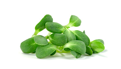 fresh Sunflower Sprout isolated on white background ,Green leaves pattern ,Salad ingredient