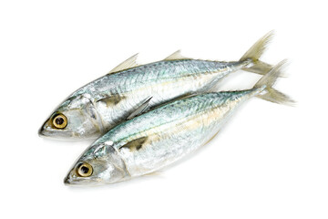 Fresh mackerel fish isolated on white background