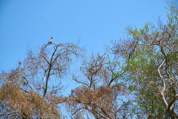 Spring scene, a dove on a tree, green leaves begin to sprout