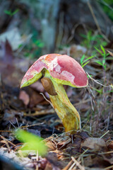 Lanmaoa pallidorosea (Bouillon Bolete) mushroom with a slug