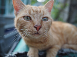 portrait of ginger cat with green eyes