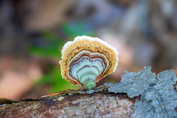 Stereum ostrea (Golden Curtain Crust) mushroom growing on a branch