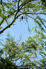 Bird in the wild, standing on a tree branch on a sunny spring day
