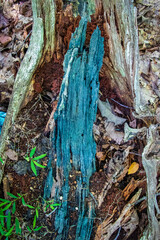 Chlorociboria aeruginascens (Green Elfcup) Mycelium 