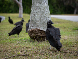 Vultures At the Base of Palm Tree