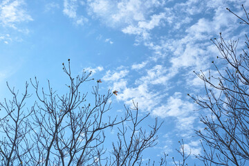 Early spring, leaf buds begin to sprout on the leafless branches of the trees