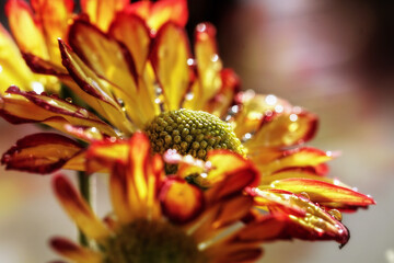 Chrysanthemum flowers and water drops, blurry background