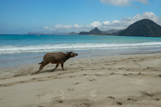 Cute Baby Water Buffalo Running On The Beach