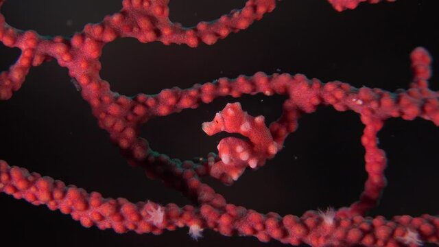Pygmy Seahorse denise. A Denise pygmy seahorse turning inside red sea fan.