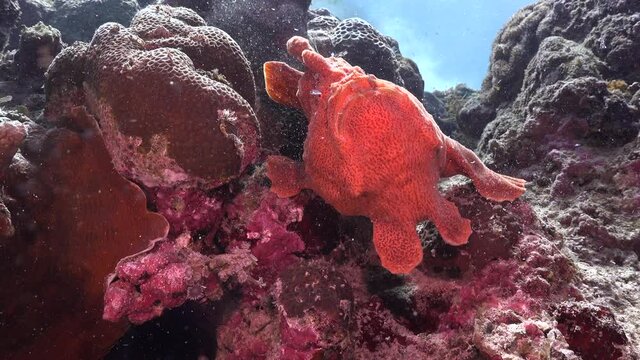 Giant orange Frogfish catching sardine. A orange frogfish catches a sardine while sitting on a coral reef.