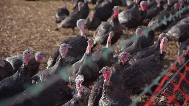 Turkeys on turkey farm. Slow motion 50fps.
