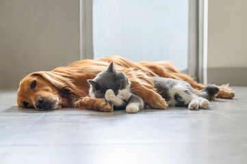 British Shorthair and Golden Retriever