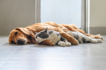 British Shorthair and Golden Retriever
