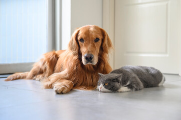 British Shorthair and Golden Retriever