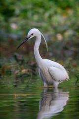Image of little egret (Egretta garzetta) looking for food in the swamp on nature background. Bird. Animals.