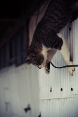 Cat walking on the wall